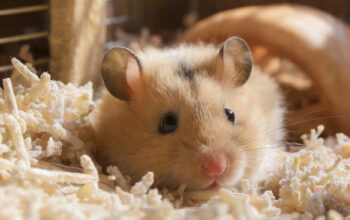 hamster bedding