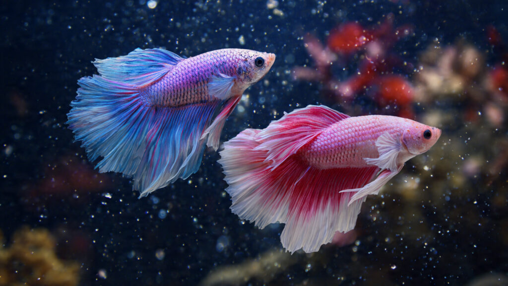 betta fish