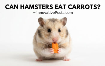 can hamsters eat carrots