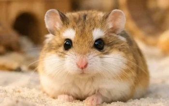 Roborovski-Hamster