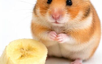 can hamsters eat bananas