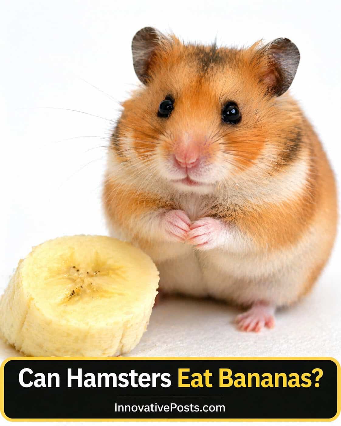 Can Hamsters Eat Bananas?