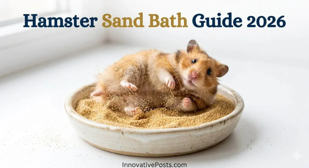 Hamster Sand Bath: Complete Guide — Setup, Sand Types & Benefits (2026)